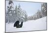 Capercaillie (Tetrao Urogallus) Male Displaying in Pine Forest in Snow, Cairngorms Np, Scotland, UK-Peter Cairns-Mounted Photographic Print