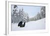 Capercaillie (Tetrao Urogallus) Male Displaying in Pine Forest in Snow, Cairngorms Np, Scotland, UK-Peter Cairns-Framed Photographic Print