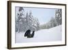 Capercaillie (Tetrao Urogallus) Male Displaying in Pine Forest in Snow, Cairngorms Np, Scotland, UK-Peter Cairns-Framed Photographic Print