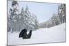 Capercaillie (Tetrao Urogallus) Male Displaying in Pine Forest in Snow, Cairngorms Np, Scotland, UK-Peter Cairns-Mounted Photographic Print