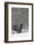 Capercaillie (Tetrao Urogallus) Male Displaying in Snow, Cairngorms Np, Scotland, February 2009-Cairns-Framed Photographic Print
