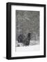 Capercaillie (Tetrao Urogallus) Male Displaying in Snow, Cairngorms Np, Scotland, February 2009-Cairns-Framed Photographic Print