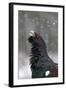 Capercaillie (Tetrao Urogallus) Male Displaying in Snow, Cairngorms Np, Scotland, February 2009-Cairns-Framed Photographic Print