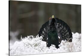 Capercaillie (Tetrao Urogallus) Male Displaying in Snow, Strathspey, Cairngorms Np, Scotland-Cairns-Stretched Canvas