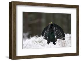 Capercaillie (Tetrao Urogallus) Male Displaying in Snow, Strathspey, Cairngorms Np, Scotland-Cairns-Framed Photographic Print