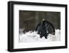 Capercaillie (Tetrao Urogallus) Male Displaying in Snow, Strathspey, Cairngorms Np, Scotland-Cairns-Framed Photographic Print