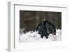 Capercaillie (Tetrao Urogallus) Male Displaying in Snow, Strathspey, Cairngorms Np, Scotland-Cairns-Framed Photographic Print