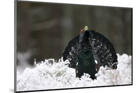 Capercaillie (Tetrao Urogallus) Male Displaying in Snow, Strathspey, Cairngorms Np, Scotland-Cairns-Mounted Photographic Print