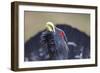 Capercaillie (Tetrao Urogallus) Male Displaying, Inshriach, Cairngorms Np, Scotland, UK, February-Peter Cairns-Framed Photographic Print