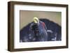 Capercaillie (Tetrao Urogallus) Male Displaying, Inshriach, Cairngorms Np, Scotland, UK, February-Peter Cairns-Framed Photographic Print