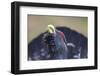 Capercaillie (Tetrao Urogallus) Male Displaying, Inshriach, Cairngorms Np, Scotland, UK, February-Peter Cairns-Framed Photographic Print