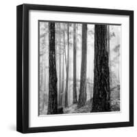 Capilano Forest-Lsh-Framed Giclee Print