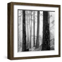 Capilano Forest-Lsh-Framed Giclee Print