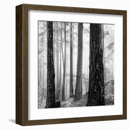 Capilano Forest-Lsh-Framed Giclee Print