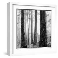 Capilano Forest-Lsh-Framed Giclee Print