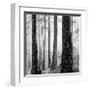 Capilano Forest-Lsh-Framed Giclee Print