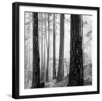 Capilano Forest-Lsh-Framed Giclee Print