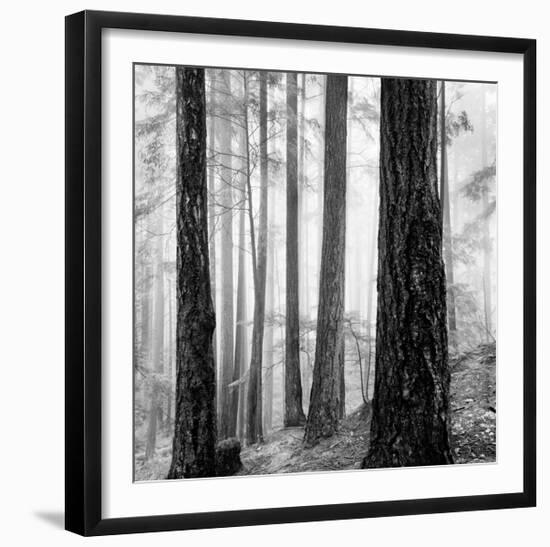 Capilano Forest-Lsh-Framed Giclee Print