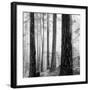 Capilano Forest-Lsh-Framed Giclee Print