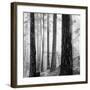 Capilano Forest-Lsh-Framed Giclee Print