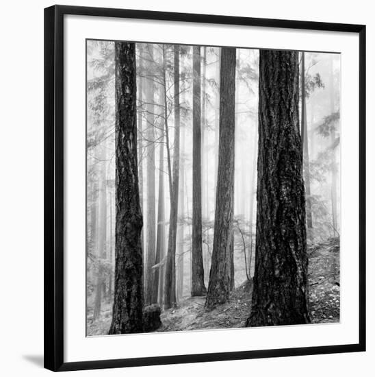 Capilano Forest-Lsh-Framed Giclee Print