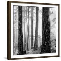 Capilano Forest-Lsh-Framed Giclee Print