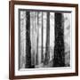 Capilano Forest-Lsh-Framed Giclee Print