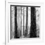 Capilano Forest-Lsh-Framed Giclee Print