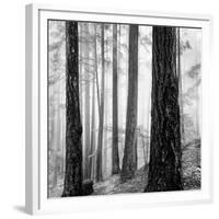 Capilano Forest-Lsh-Framed Giclee Print