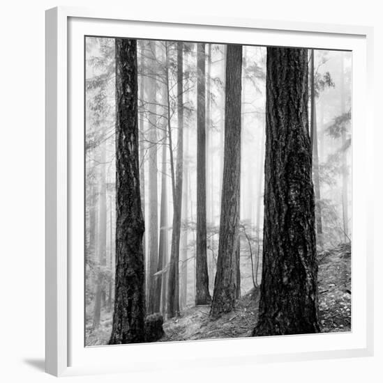 Capilano Forest-Lsh-Framed Giclee Print