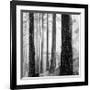 Capilano Forest-Lsh-Framed Giclee Print