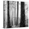 Capilano Forest-Lsh-Stretched Canvas