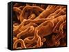 Capillaries, SEM-S. Cinti-Framed Stretched Canvas