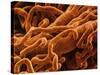 Capillaries, SEM-S. Cinti-Stretched Canvas