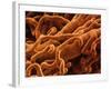 Capillaries, SEM-S. Cinti-Framed Photographic Print