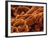 Capillaries, SEM-S. Cinti-Framed Photographic Print