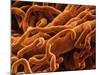 Capillaries, SEM-S. Cinti-Mounted Photographic Print