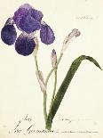 German Iris; Iris Germanica, C. 1815-1851-Capitaine Pelletier-Giclee Print