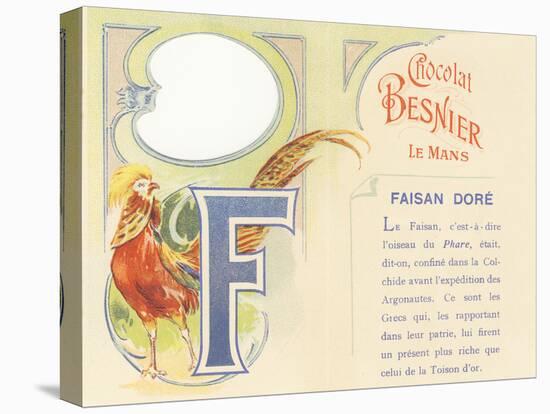 Capital Letter F and Description of the Golden Pheasant,1890 (Chromolithography)-French School-Stretched Canvas