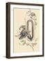 Capital Letter Q Decorated with Plant and Horse Motifs .,1880 (Illustration)-Jules Auguste Habert-dys-Framed Giclee Print