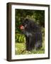 Capitive Porcupine (Erethizon Dorsatum) Sitting on Hind Feet Eating an Apple, Sandstone, Minnesota-James Hager-Framed Photographic Print