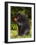 Capitive Porcupine (Erethizon Dorsatum) Sitting on Hind Feet Eating an Apple, Sandstone, Minnesota-James Hager-Framed Photographic Print