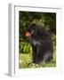 Capitive Porcupine (Erethizon Dorsatum) Sitting on Hind Feet Eating an Apple, Sandstone, Minnesota-James Hager-Framed Photographic Print