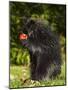 Capitive Porcupine (Erethizon Dorsatum) Sitting on Hind Feet Eating an Apple, Sandstone, Minnesota-James Hager-Mounted Photographic Print