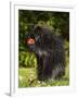 Capitive Porcupine (Erethizon Dorsatum) Sitting on Hind Feet Eating an Apple, Sandstone, Minnesota-James Hager-Framed Photographic Print