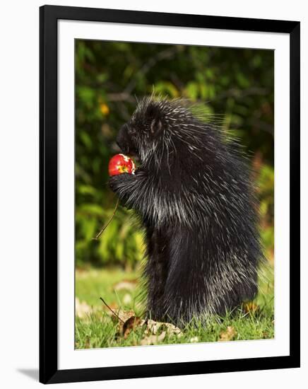 Capitive Porcupine (Erethizon Dorsatum) Sitting on Hind Feet Eating an Apple, Sandstone, Minnesota-James Hager-Framed Photographic Print