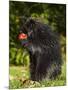 Capitive Porcupine (Erethizon Dorsatum) Sitting on Hind Feet Eating an Apple, Sandstone, Minnesota-James Hager-Mounted Photographic Print