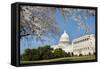 Capitol Building in Spring - Washington DC-Orhan-Framed Stretched Canvas