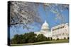 Capitol Building in Spring - Washington DC-Orhan-Stretched Canvas