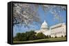 Capitol Building in Spring - Washington DC-Orhan-Framed Stretched Canvas